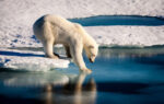 Climate Change Affecting Animals