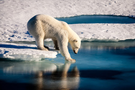 Climate Change Affecting Animals