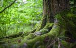 How Forests Offset Climate Change and Its Impacts