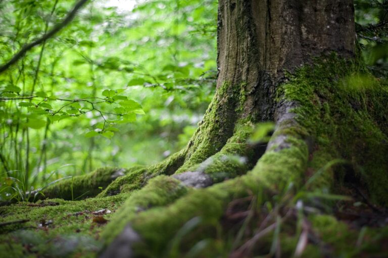 How Forests Offset Climate Change and Its Impacts