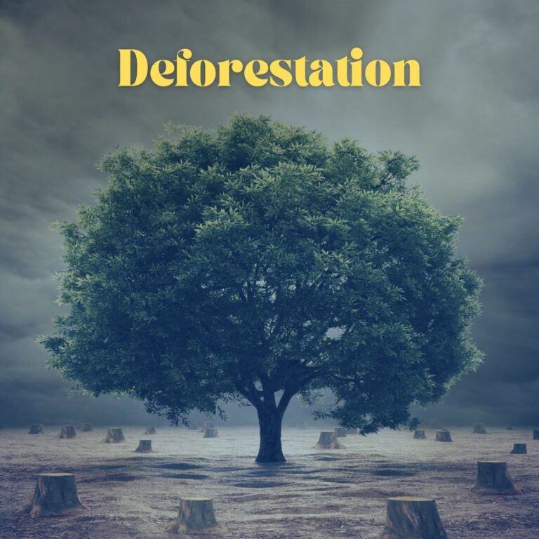 Deforestation