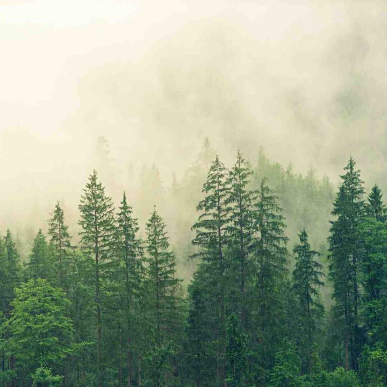 Hyderabad Forest